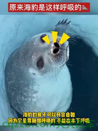 车问答：中兴海豹_什么是中兴海豹