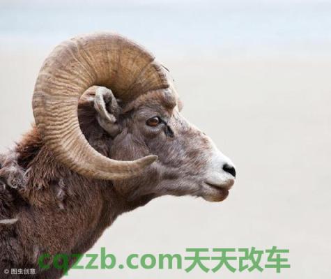 车友：公羊_什么是公羊