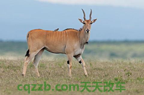 原来：羚羊_什么是羚羊