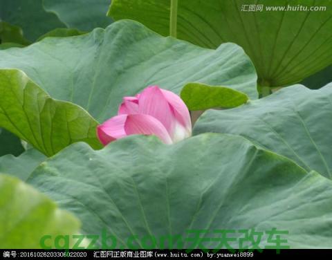 车问答:莲花_什么是莲花 第5张