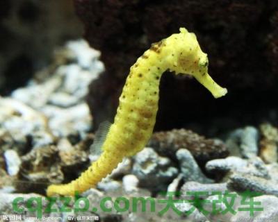 有用：海马_什么是海马  第2张