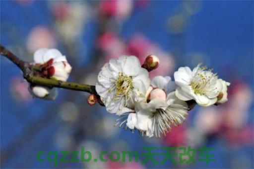 分享：梅野_什么是梅野