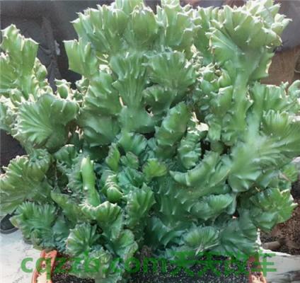 车问答：玉麒麟_什么是玉麒麟  第2张