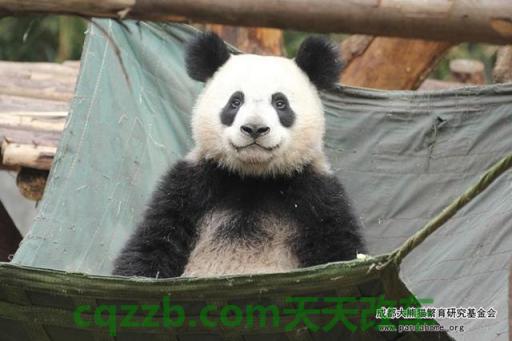 问答：熊猫_什么是熊猫  第2张