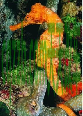 有用：海马_什么是海马  第4张