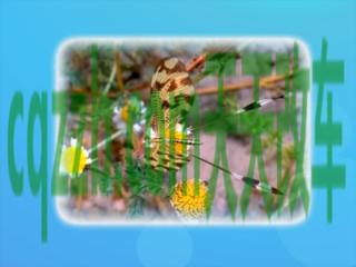 汽车问答：菱麒_什么是菱麒