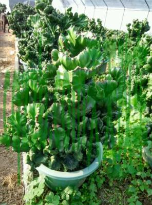 车问答：玉麒麟_什么是玉麒麟  第4张