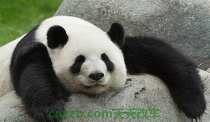 问答：熊猫_什么是熊猫  第3张