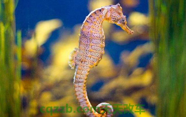 有用：海马_什么是海马  第3张